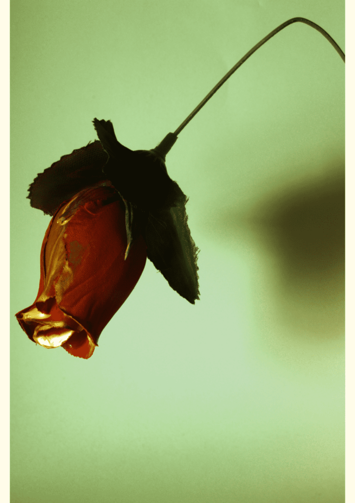 Obra de Julia Alves Moreira