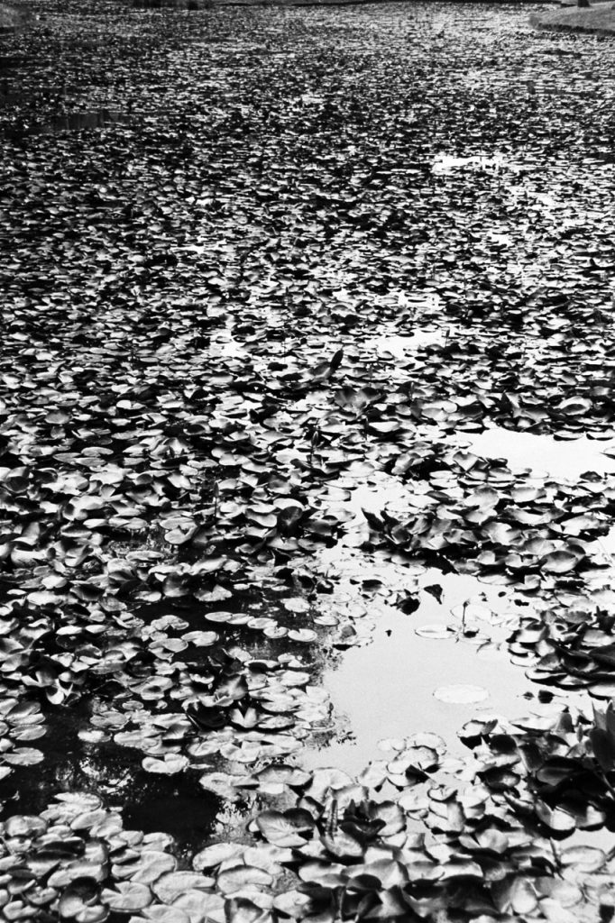 Obra de Alice Vasconcelos Dantas da Silva