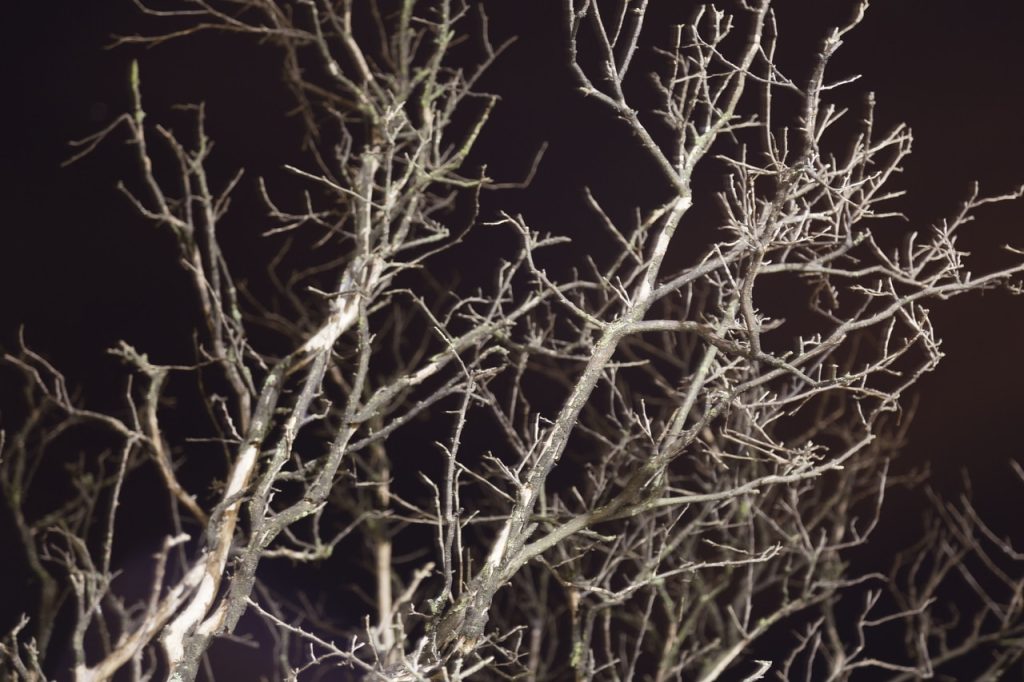 Obra de Alice Vasconcelos Dantas da Silva