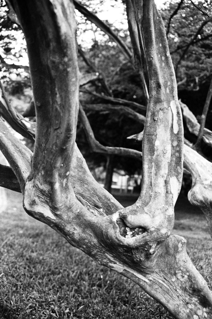 Obra de Alice Vasconcelos Dantas da Silva