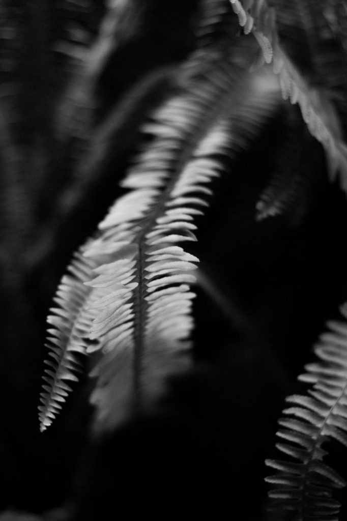 Obra de Alice Vasconcelos Dantas da Silva