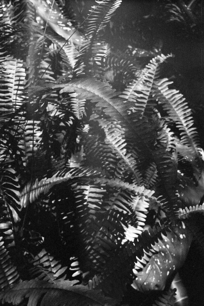 Obra de Alice Vasconcelos Dantas da Silva