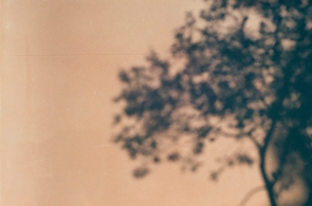 Obra de Alice Vasconcelos Dantas da Silva