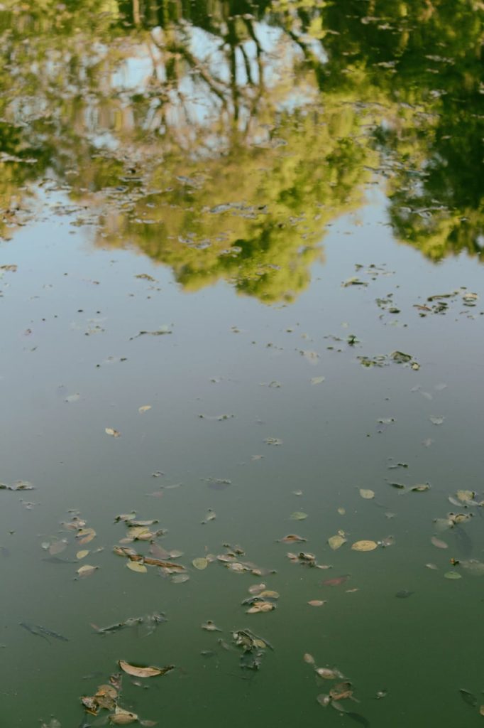 Obra de Alice Vasconcelos Dantas da Silva