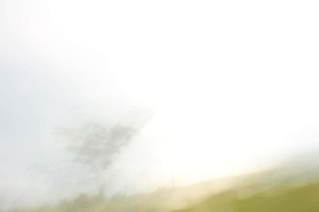 Obra de Alice Vasconcelos Dantas da Silva