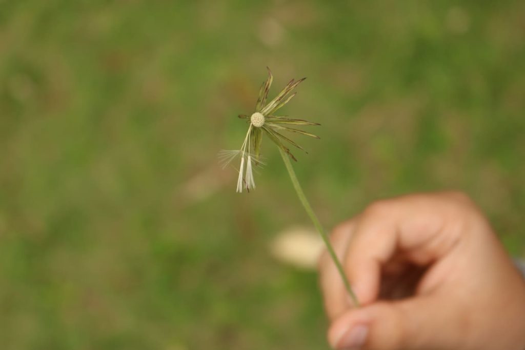 Obra de Angelica Batista Dourado