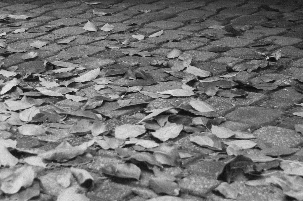 Obra de Carla Paula Ferreira Kachvartanian