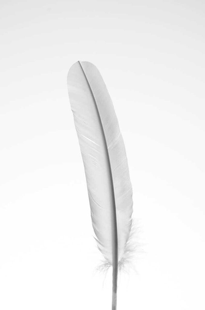 Obra de Fernanda Gonçalves Marques