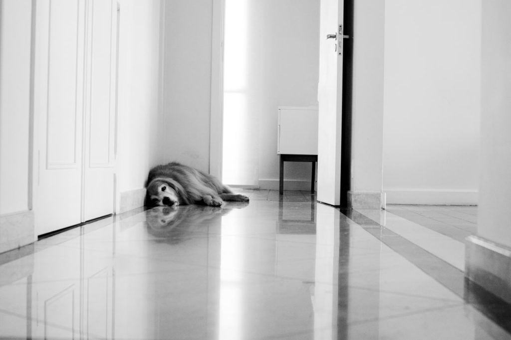 Obra de Silvia Martins Pioner Borbolla