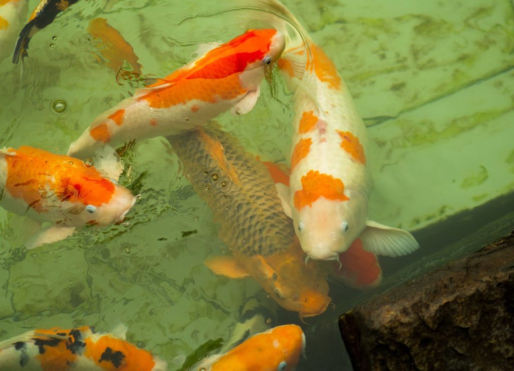 Obra de Tiago Farias Ishibashi