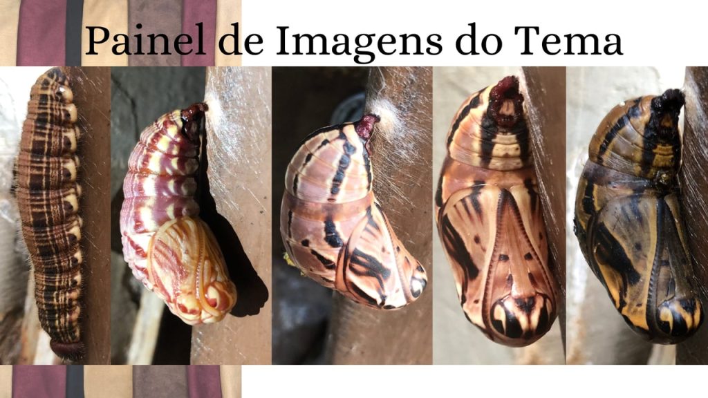 Obra de Teresa Lima de Mello 