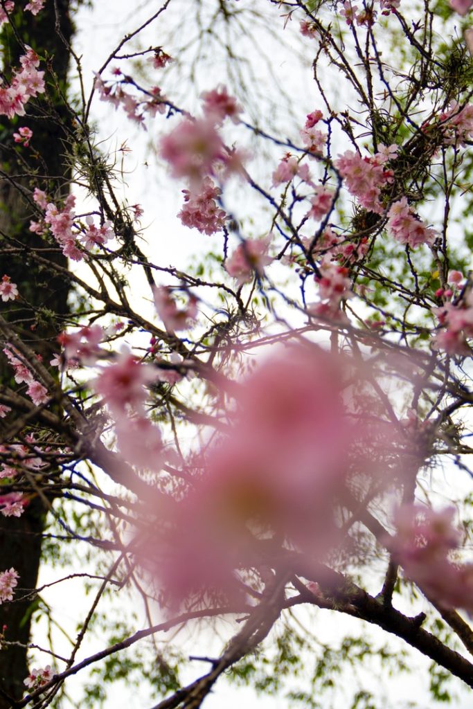 Obra de Erika Nakamura da Costa