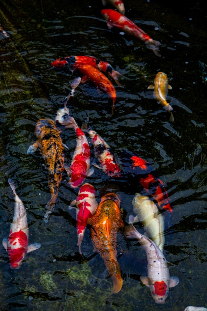 Obra de Erika Nakamura da Costa