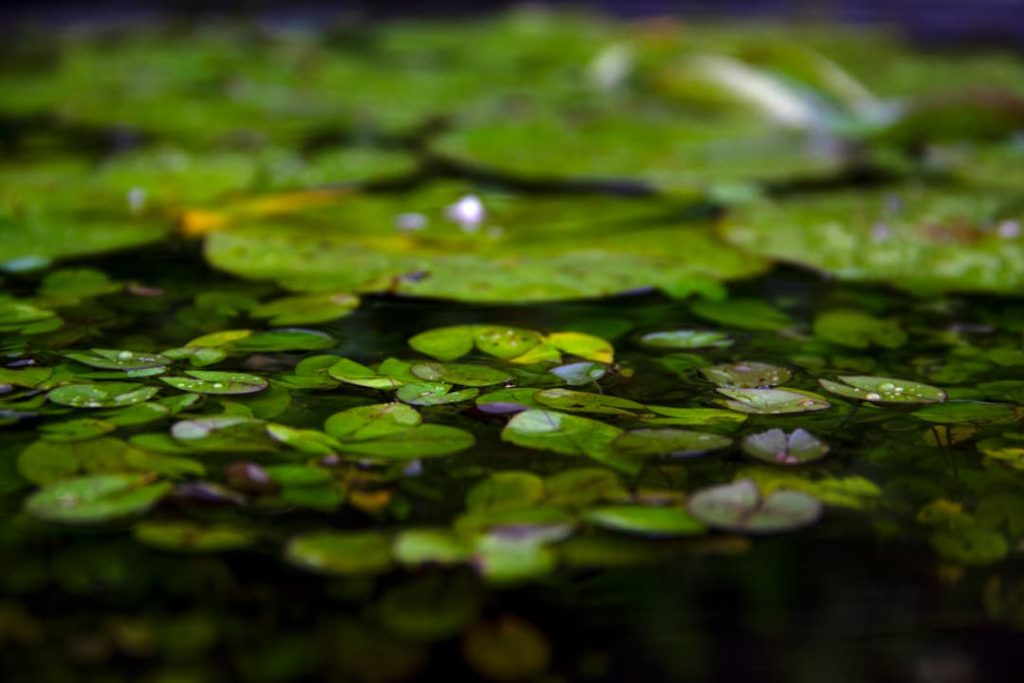 Obra de Erika Nakamura da Costa