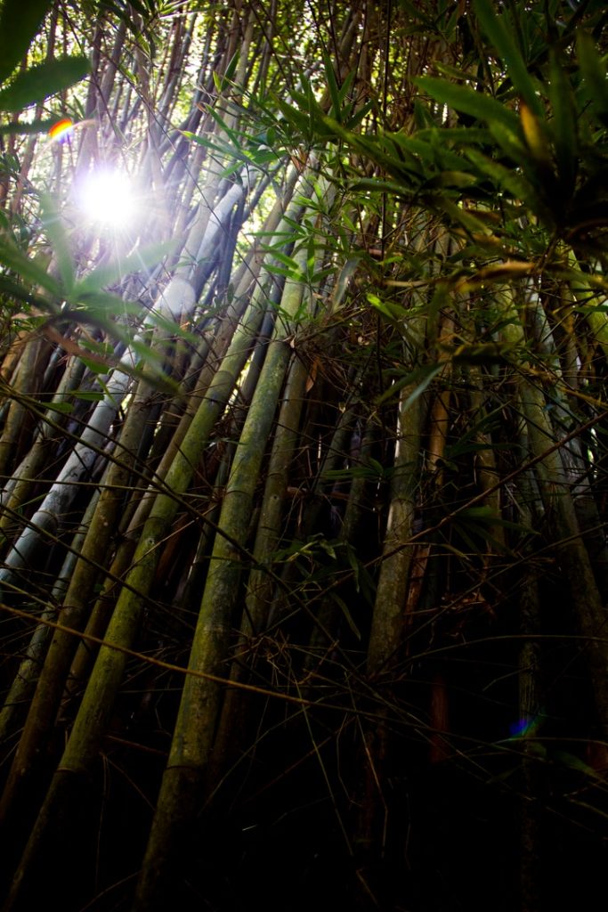 Obra de Erika Nakamura da Costa