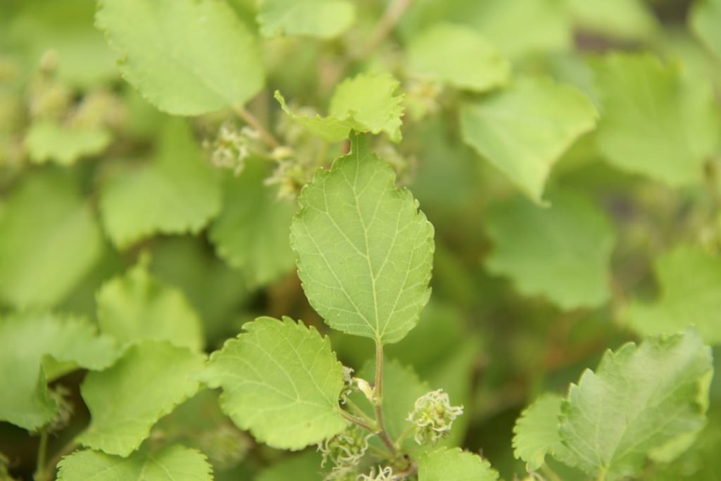 Obra de Miriam Ciocler 