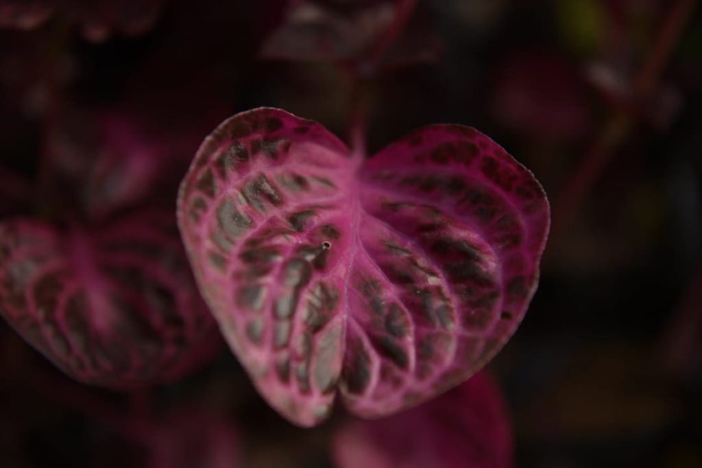 Obra de Miriam Ciocler 