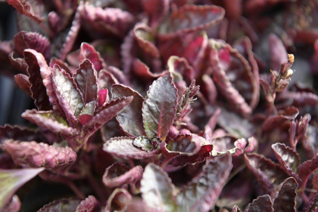 Obra de Miriam Ciocler 