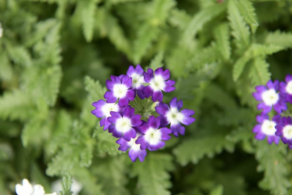 Obra de Miriam Ciocler 