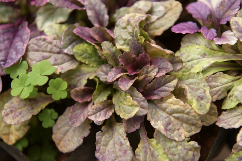 Obra de Miriam Ciocler 