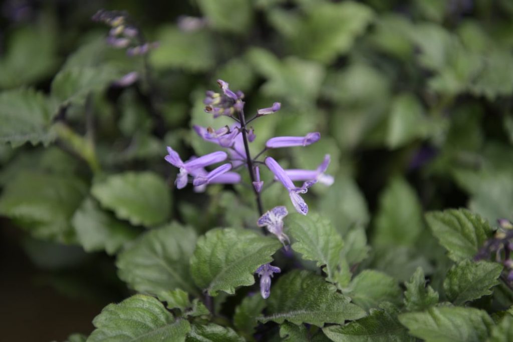 Obra de Miriam Ciocler 