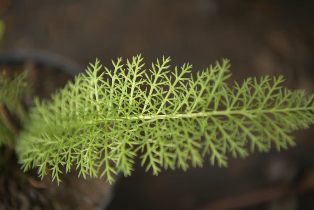 Obra de Miriam Ciocler 