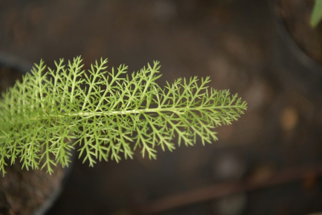 Obra de Miriam Ciocler 