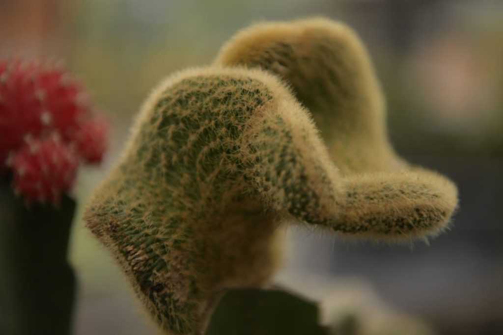 Obra de Miriam Ciocler 