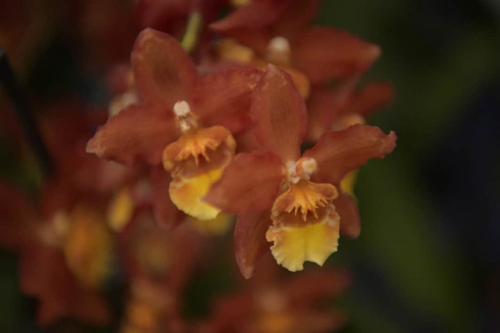 Obra de Miriam Ciocler 