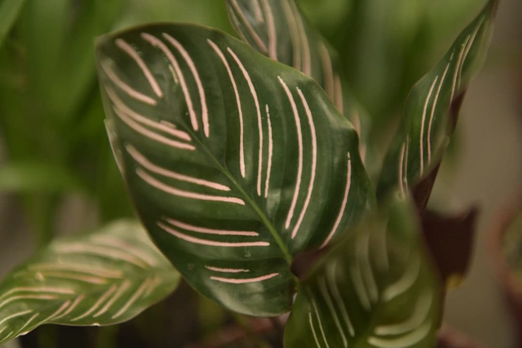 Obra de Miriam Ciocler 