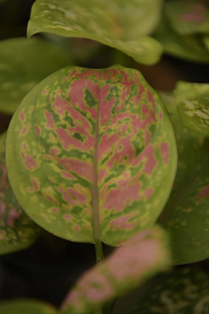 Obra de Miriam Ciocler 