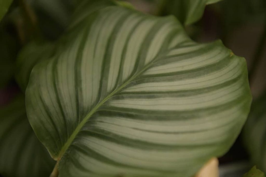 Obra de Miriam Ciocler 