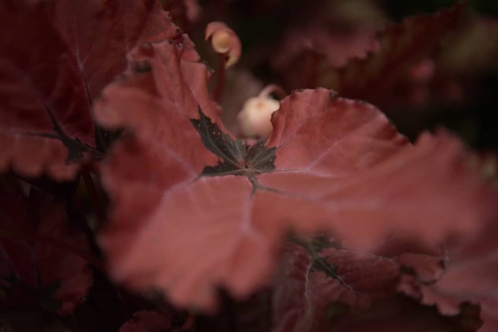 Obra de Miriam Ciocler 