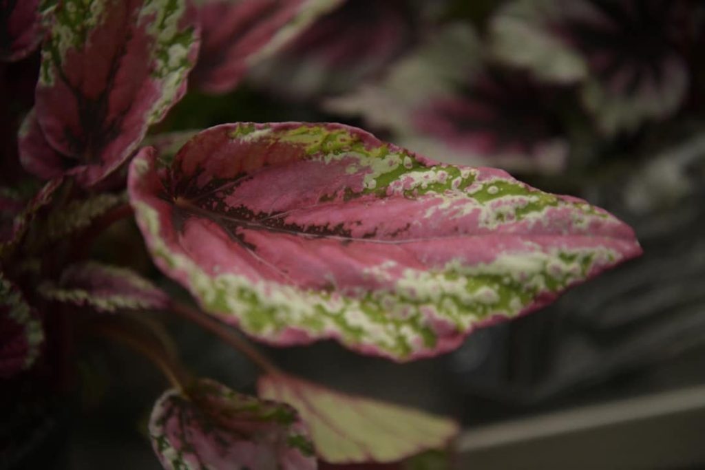 Obra de Miriam Ciocler 