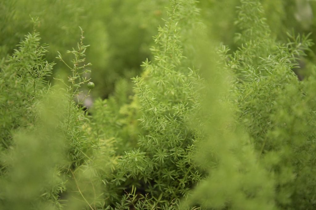 Obra de Miriam Ciocler 