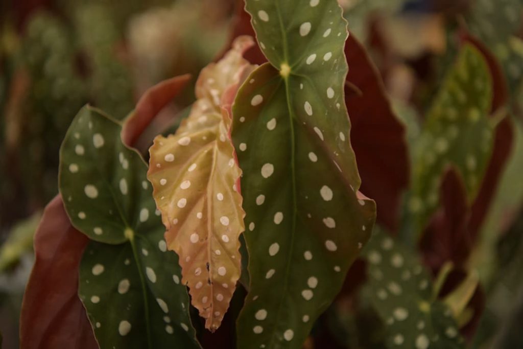 Obra de Miriam Ciocler 