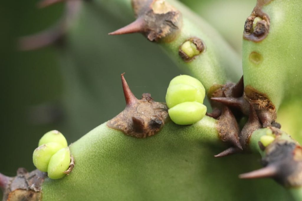 Obra de Miriam Ciocler 