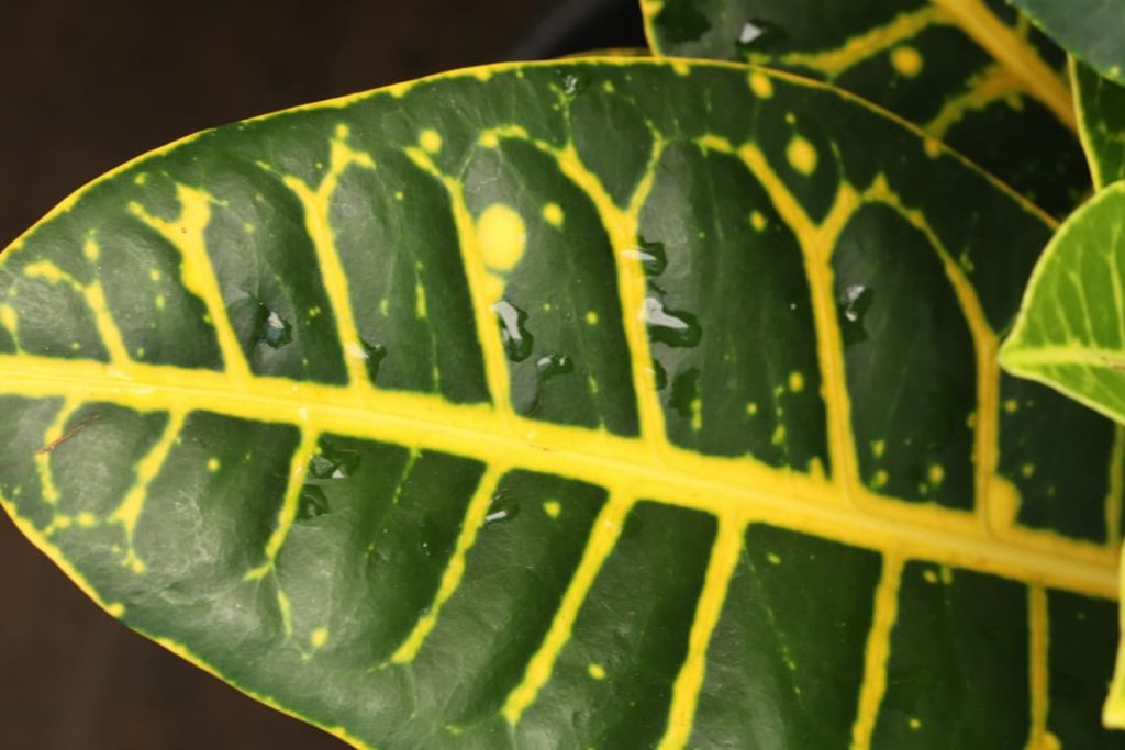 Obra de Miriam Ciocler 