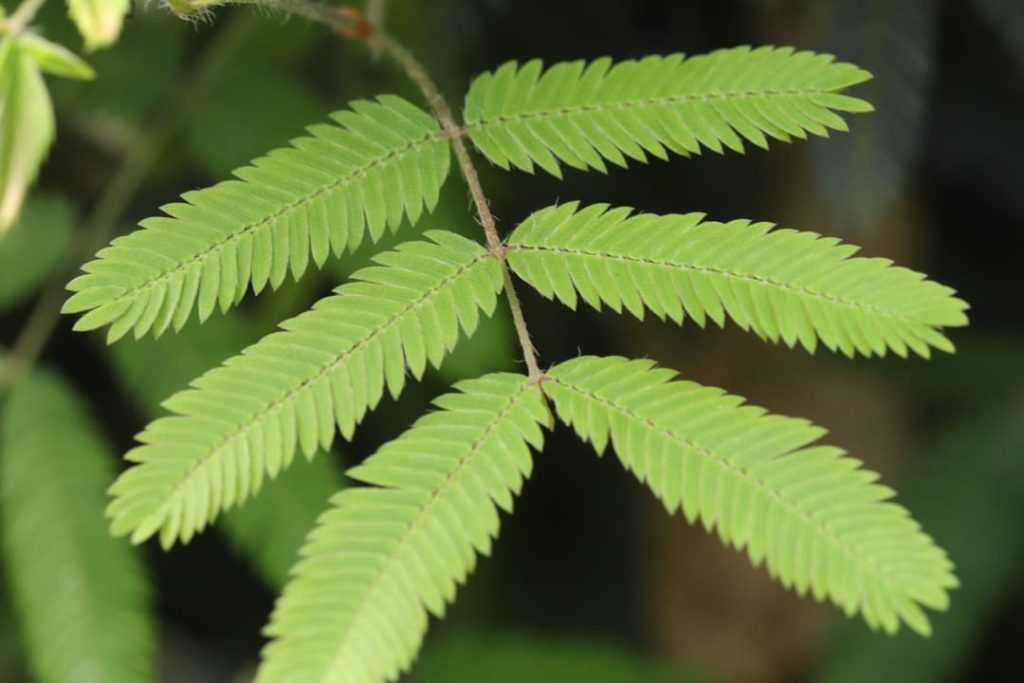 Obra de Miriam Ciocler 