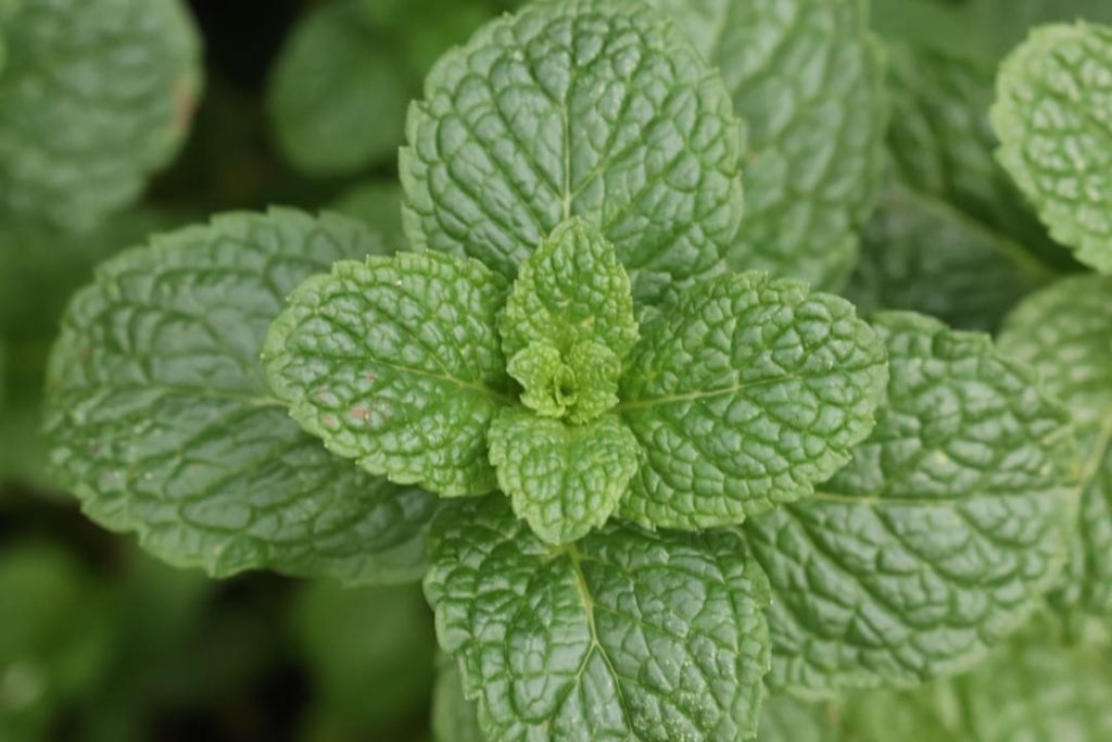 Obra de Miriam Ciocler 