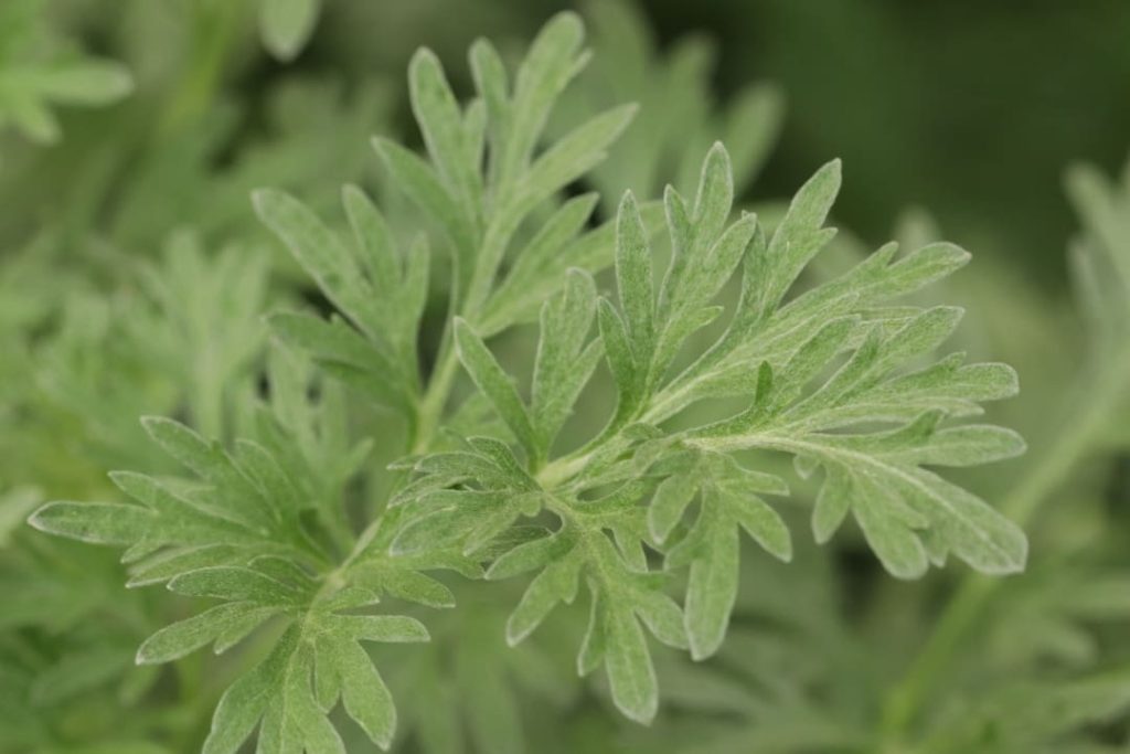 Obra de Miriam Ciocler 