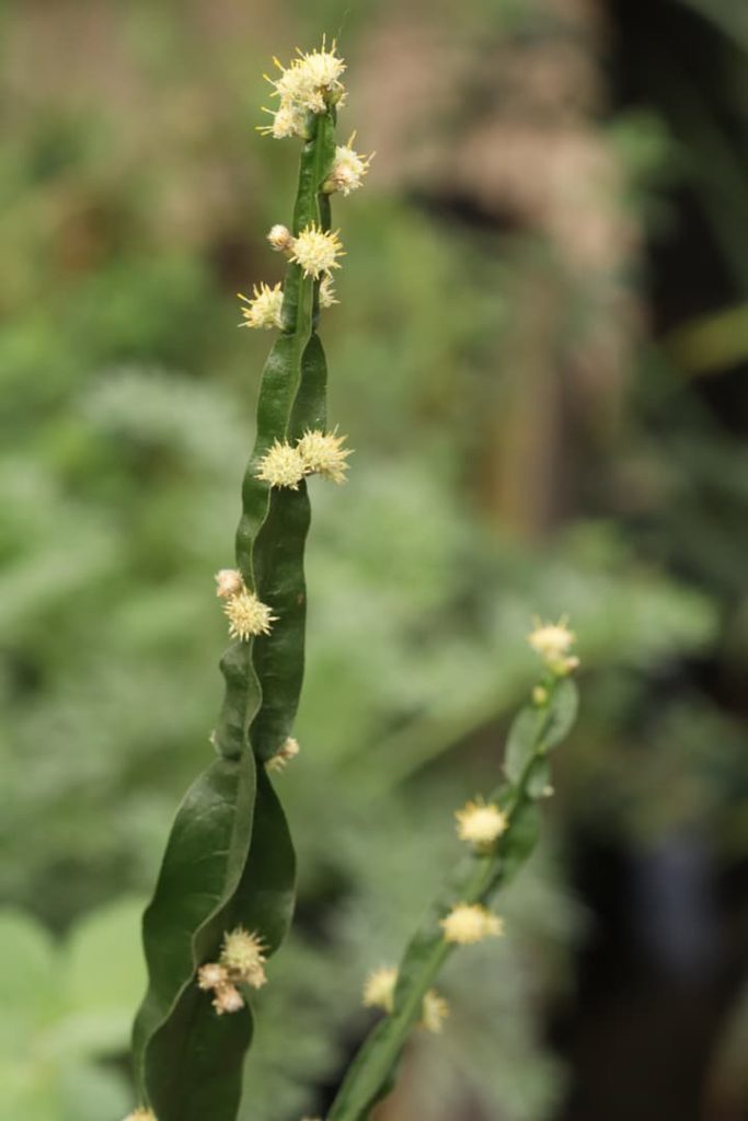 Obra de Miriam Ciocler 