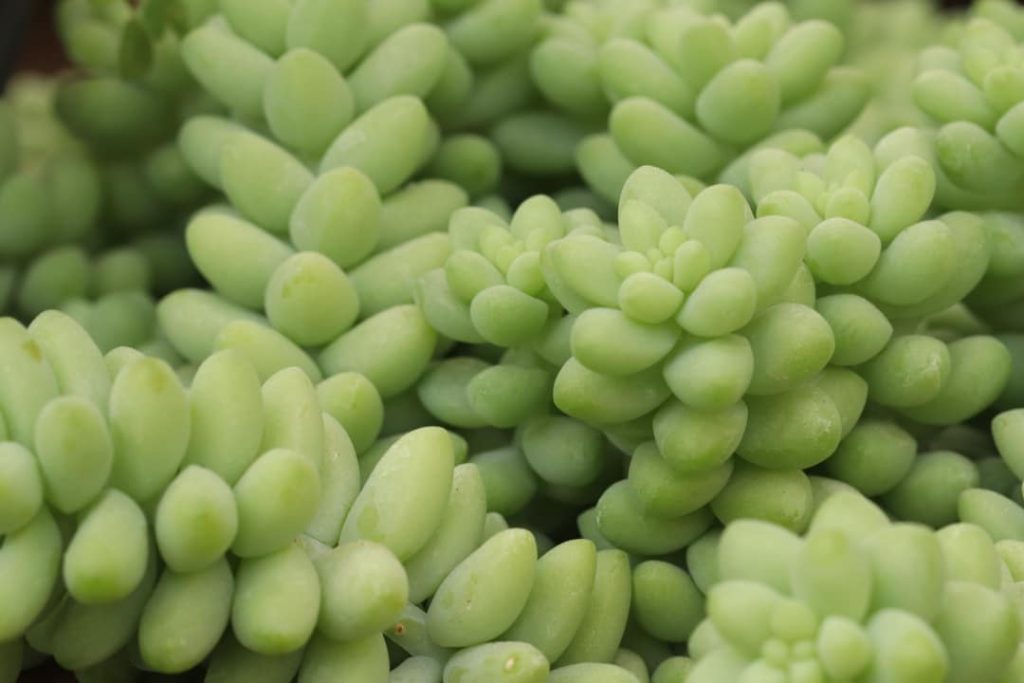 Obra de Miriam Ciocler 