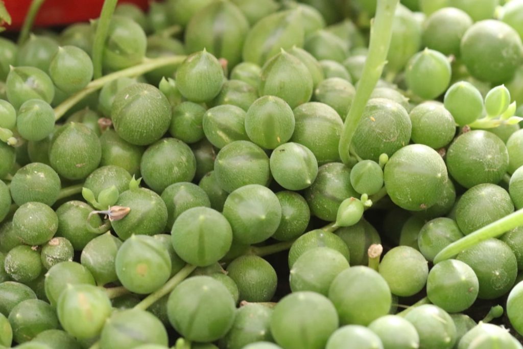 Obra de Miriam Ciocler 