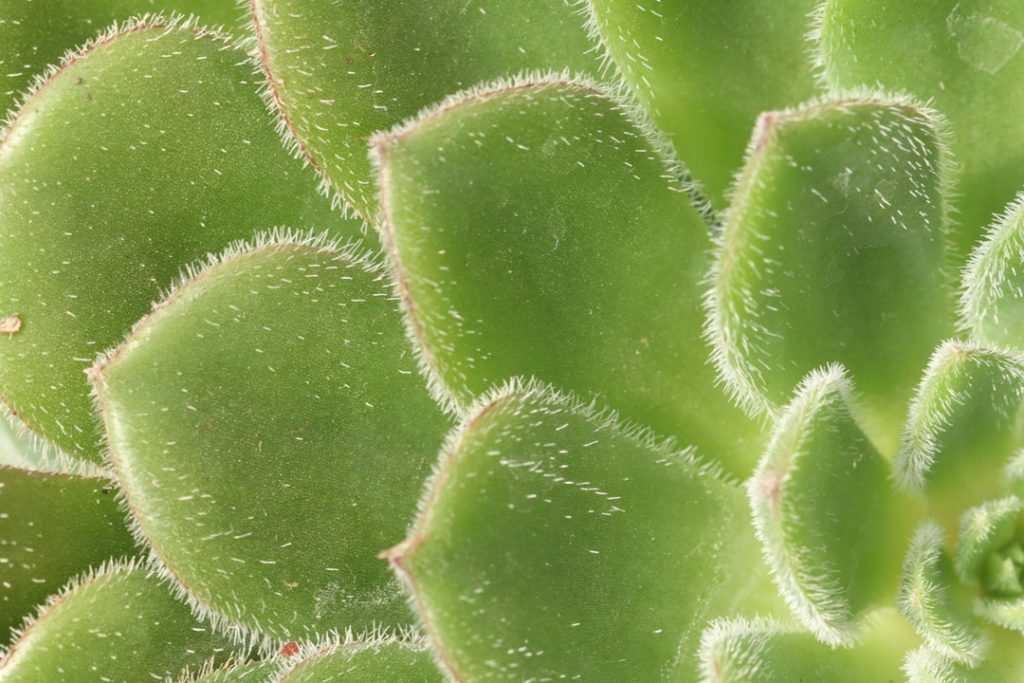 Obra de Miriam Ciocler 