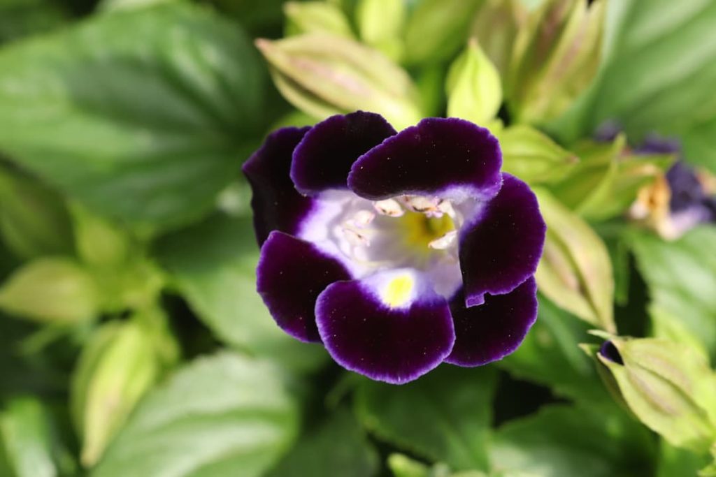 Obra de Miriam Ciocler 