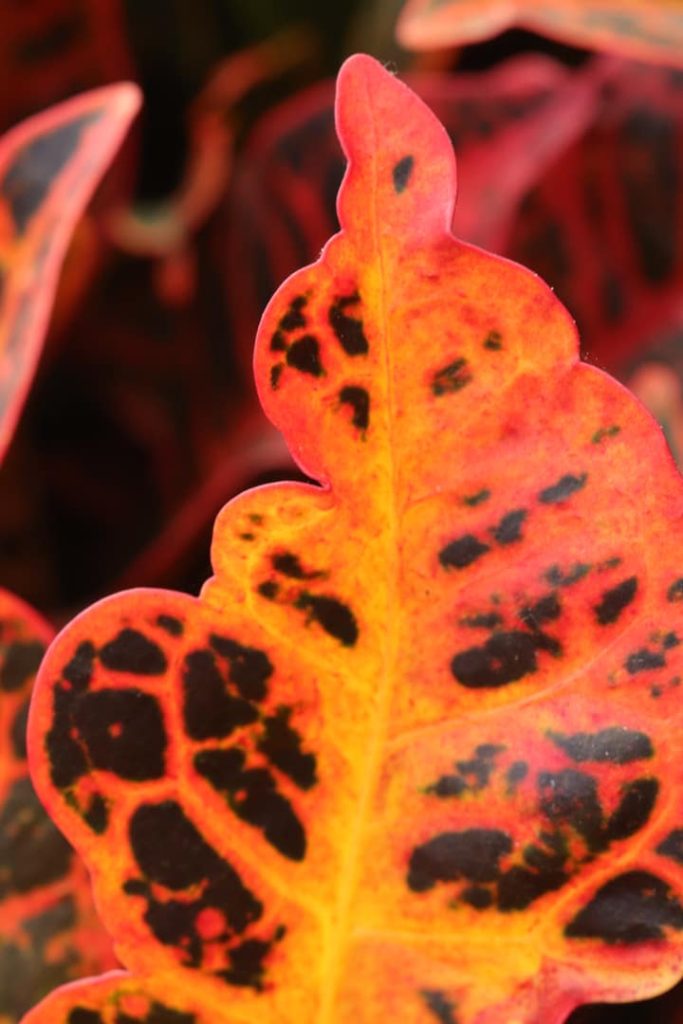 Obra de Miriam Ciocler 