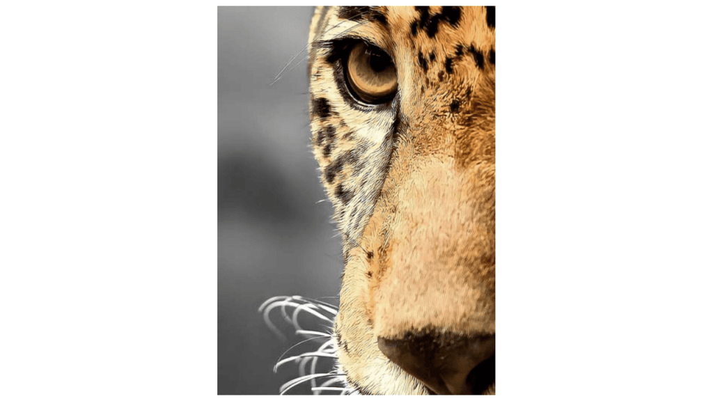 Obra de Camila Neri Querico