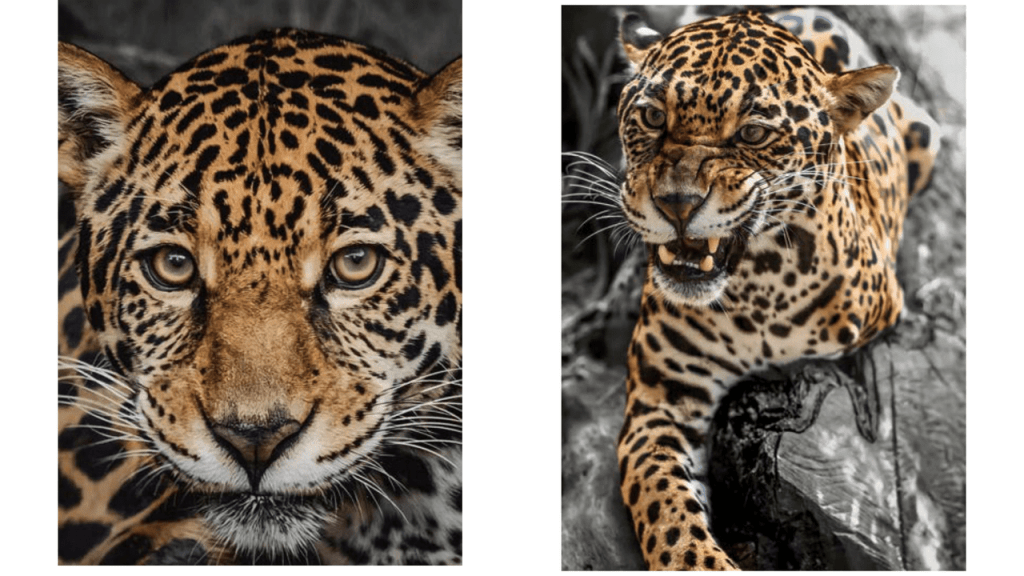 Obra de Camila Neri Querico