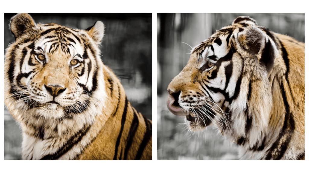 Obra de Camila Neri Querico